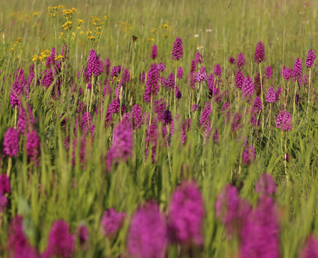 Natur