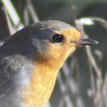 Falke