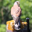 Falke